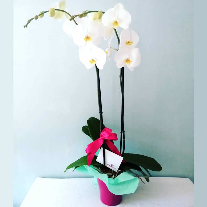 Elegante Orquídea